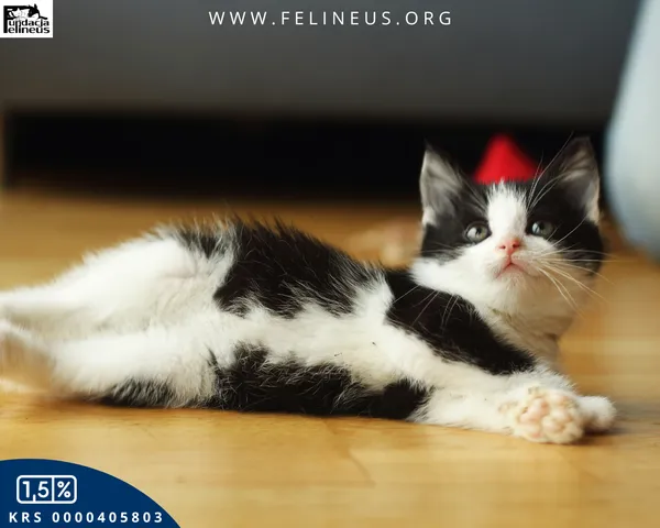 Kot do adopcji, Rzeszów, 7 grudnia 2025 (5/6)