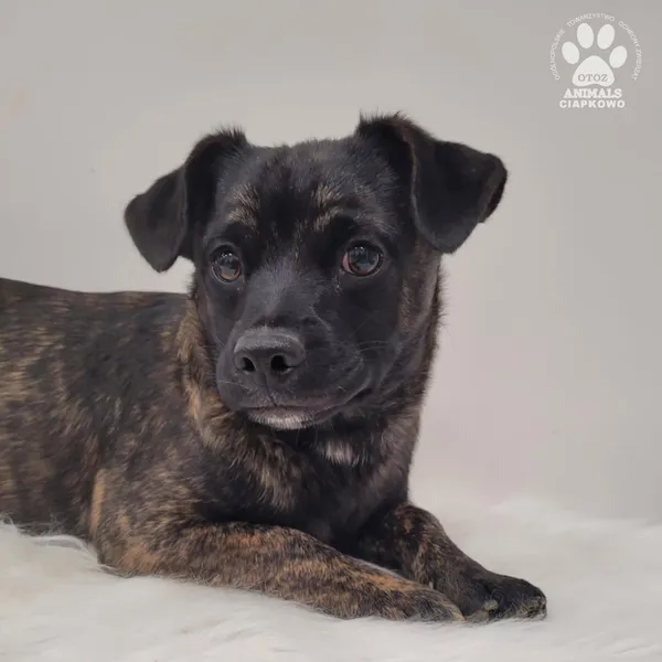 Pies do adopcji, Gdynia, 7 grudnia 2025 (4/5)