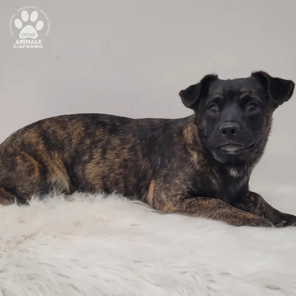 Pies do adopcji, Gdynia, 7 grudnia 2025 (5/5)