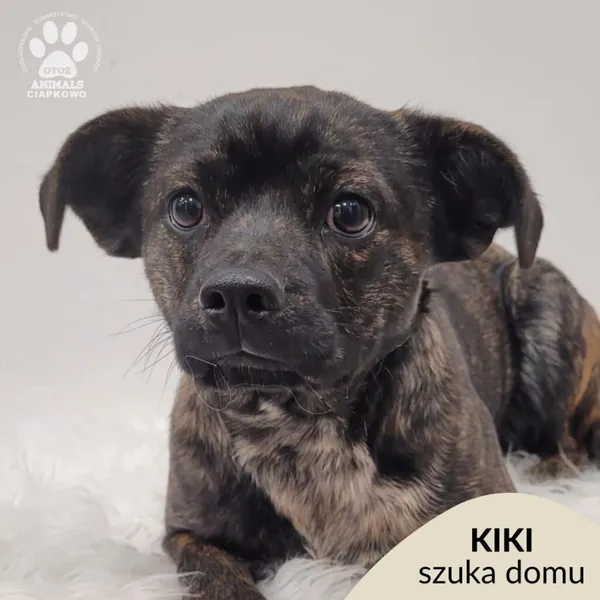 Pies do adopcji, Gdynia, 7 grudnia 2025 (1/4)