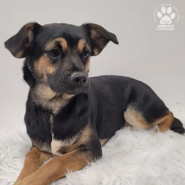 Pies do adopcji, Gdynia, 7 grudnia 2025 (2/4)