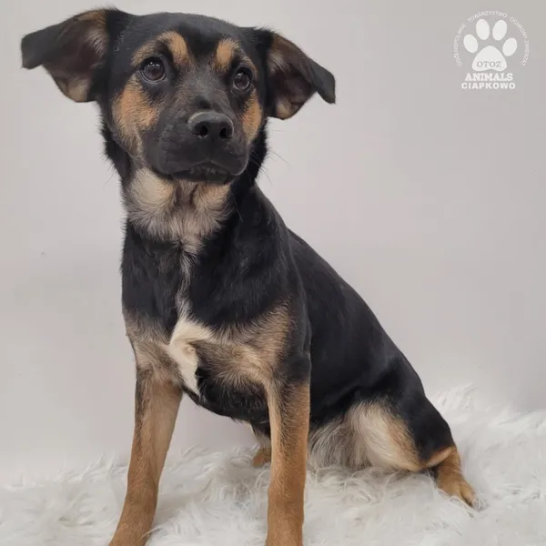 Pies do adopcji, Gdynia, 7 grudnia 2025 (3/4)