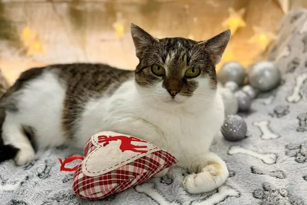 Kot do adopcji, Głowno, 7 grudnia 2025 (1/4)