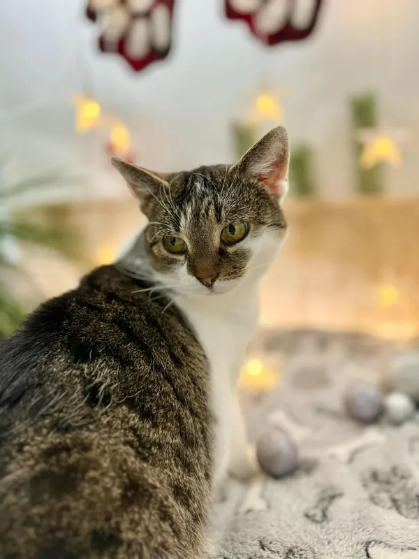 Kot do adopcji, Głowno, 7 grudnia 2025 (4/4)