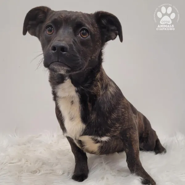 Pies do adopcji, Gdynia, 7 grudnia 2025 (3/5)