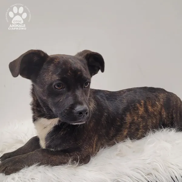 Pies do adopcji, Gdynia, 7 grudnia 2025 (4/5)