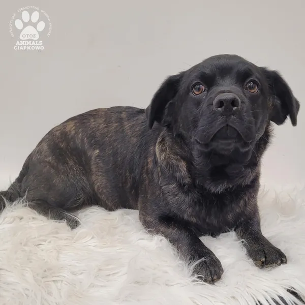 Pies do adopcji, Gdynia, 7 grudnia 2025 (2/5)