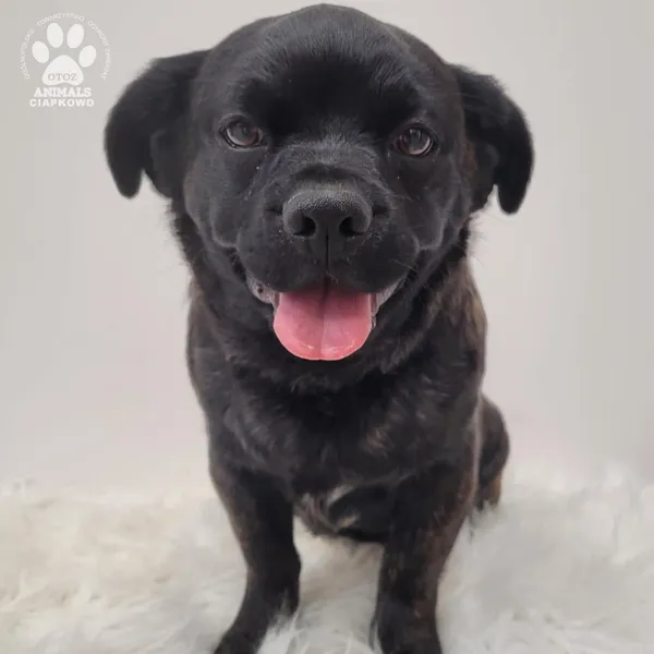 Pies do adopcji, Gdynia, 7 grudnia 2025 (3/5)