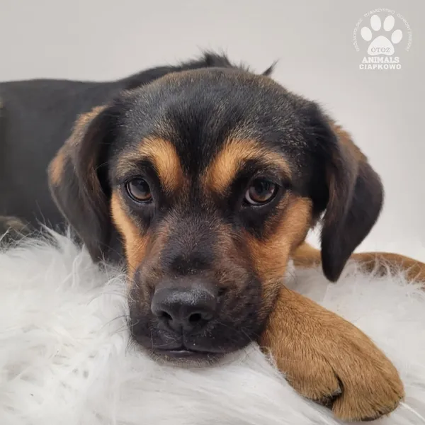 Pies do adopcji, Gdynia, 7 grudnia 2025 (2/5)