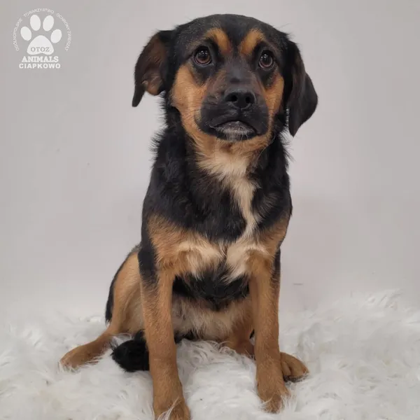 Pies do adopcji, Gdynia, 7 grudnia 2025 (4/5)