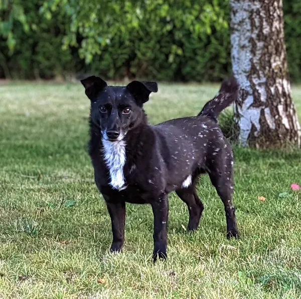 Zaginął pies, Szczecin, Pomorzany, 8 grudnia 2025 (1/2)