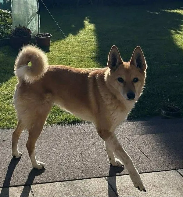 Zaginął pies, Gdynia, Kacze Buki, 8 grudnia 2025 (1/4)