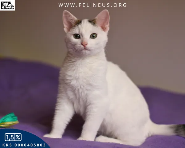 Kot do adopcji, Rzeszów, 8 grudnia 2025 (2/6)