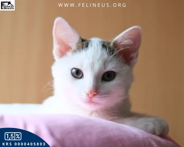 Kot do adopcji, Rzeszów, 8 grudnia 2025 (4/6)