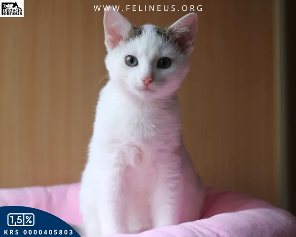 Kot do adopcji, Rzeszów, 8 grudnia 2025 (6/6)