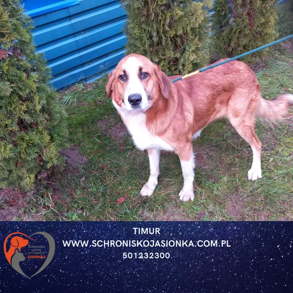 Znaleziono psa, Dębniak, 8 grudnia 2025