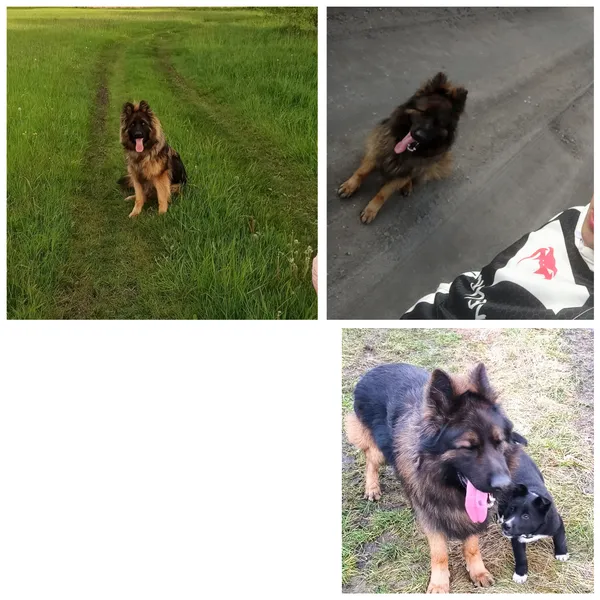 Zaginął pies, Czyste, 8 grudnia 2025 (1/4)