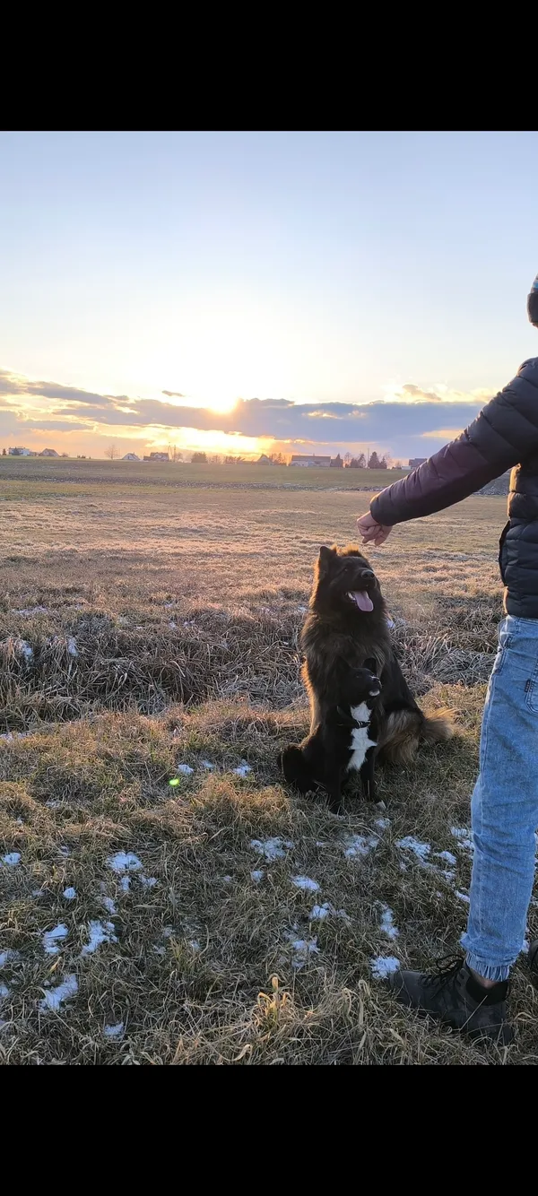 Zaginął pies, Czyste, 8 grudnia 2025 (2/4)