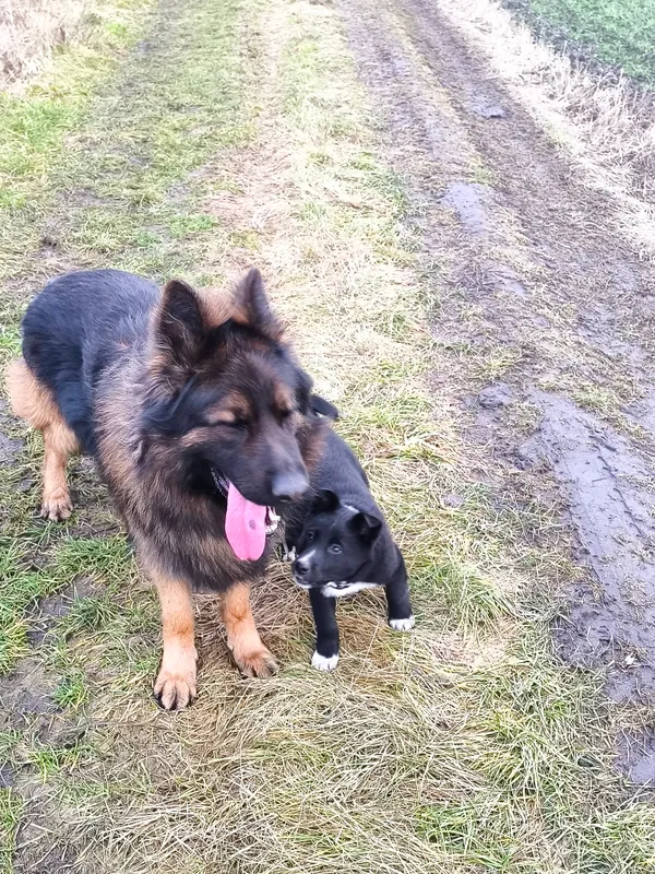 Zaginął pies, Czyste, 8 grudnia 2025 (4/4)