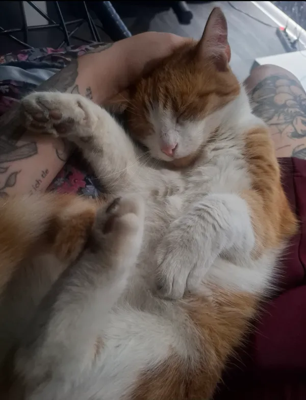 Zaginął kot, Bielsko-Biała, 8 grudnia 2025 (1/4)