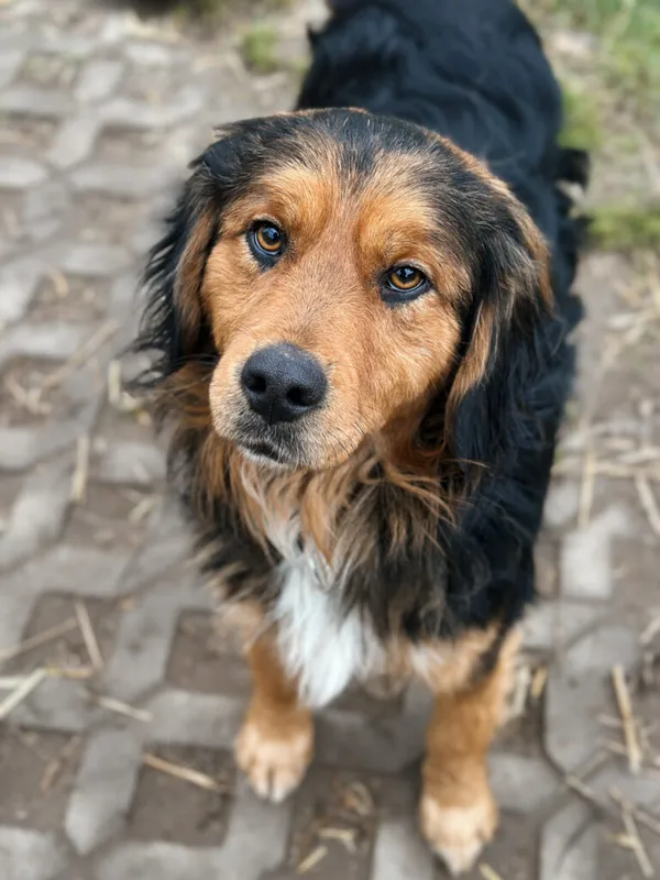 Pies do adopcji, Korabiewice, 7 grudnia 2025 (1/5)