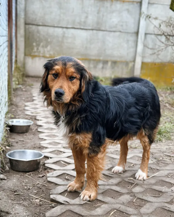 Pies do adopcji, Korabiewice, 7 grudnia 2025 (5/5)