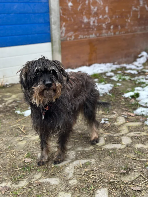 Pies do adopcji, Korabiewice, 7 grudnia 2025 (1/5)