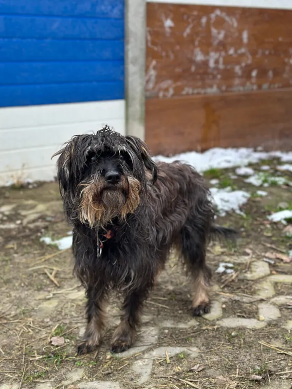 Pies do adopcji, Korabiewice, 7 grudnia 2025 (2/5)