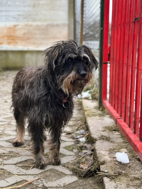 Pies do adopcji, Korabiewice, 7 grudnia 2025 (4/5)