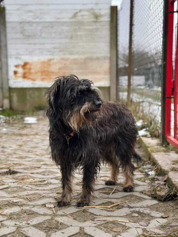 Pies do adopcji, Korabiewice, 7 grudnia 2025 (5/5)