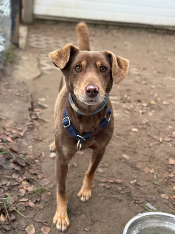 Pies do adopcji, Korabiewice, 7 grudnia 2025 (1/5)