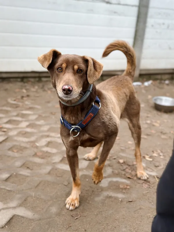 Pies do adopcji, Korabiewice, 7 grudnia 2025 (5/5)