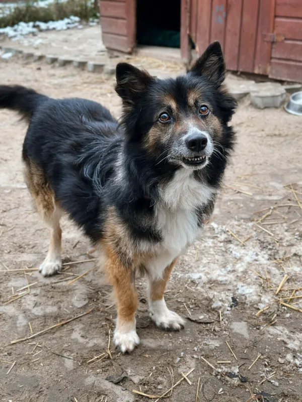 Pies do adopcji, Korabiewice, 7 grudnia 2025 (1/5)