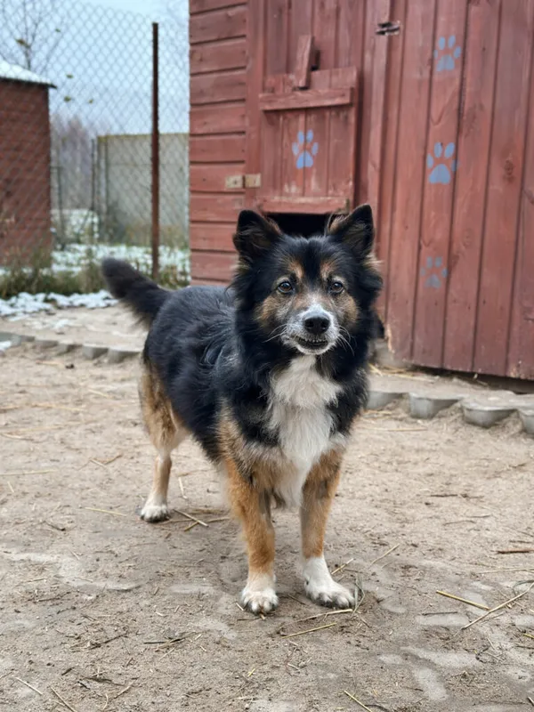 Pies do adopcji, Korabiewice, 7 grudnia 2025 (2/5)