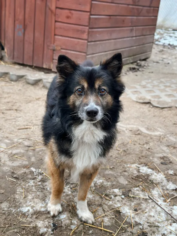 Pies do adopcji, Korabiewice, 7 grudnia 2025 (3/5)