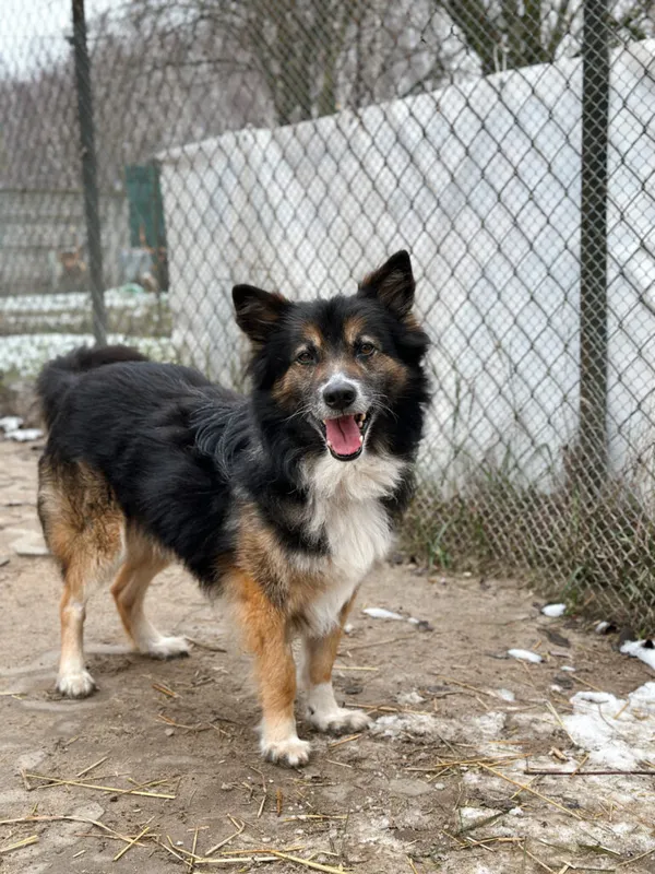 Pies do adopcji, Korabiewice, 7 grudnia 2025 (4/5)