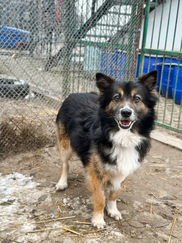 Pies do adopcji, Korabiewice, 7 grudnia 2025 (5/5)