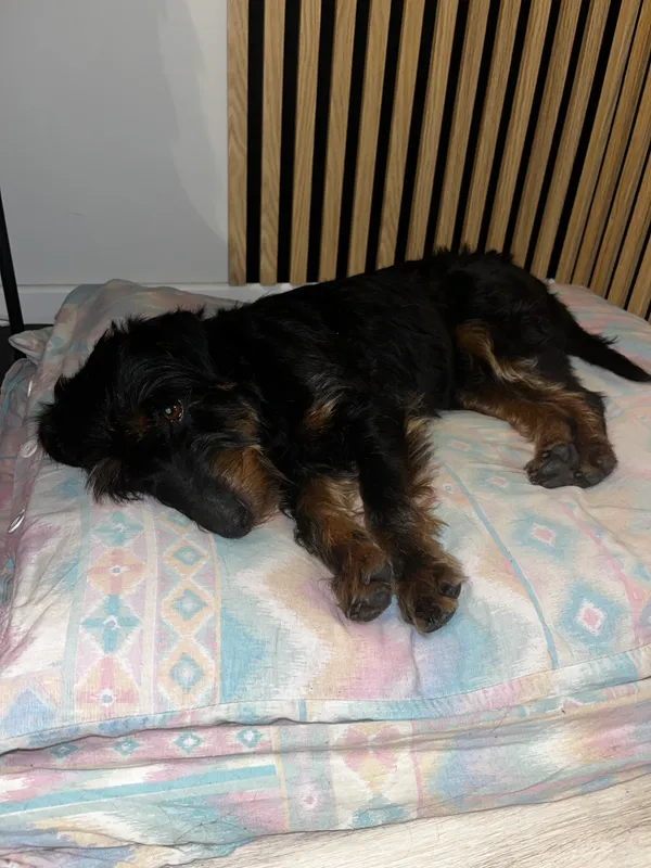 Znaleziono psa, Komarno, 8 grudnia 2025