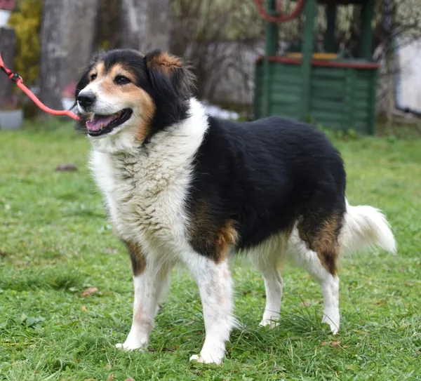 Pies do adopcji, Ropczyce, 8 grudnia 2025