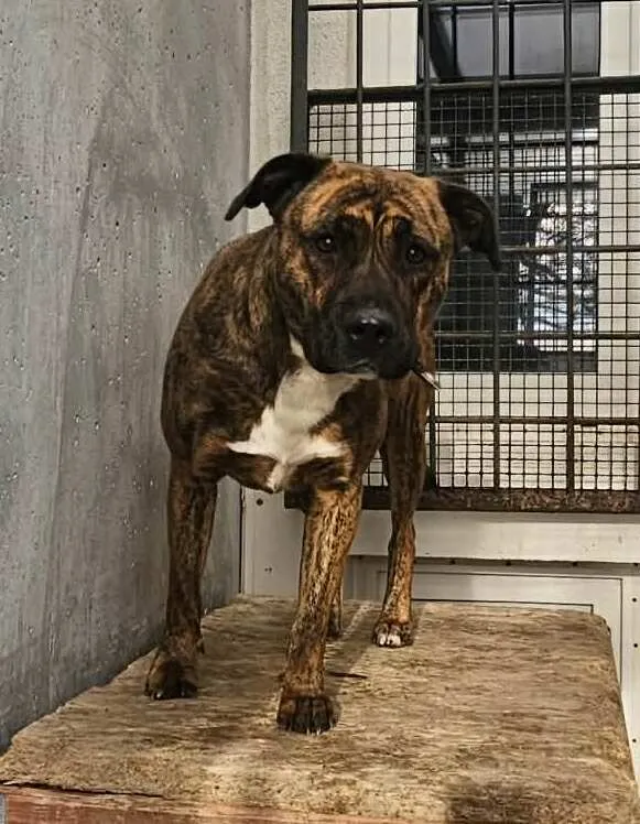 Znaleziono psa, Lublin, 5 grudnia 2025