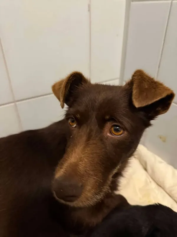 Znaleziono psa, Lublin, 5 grudnia 2025