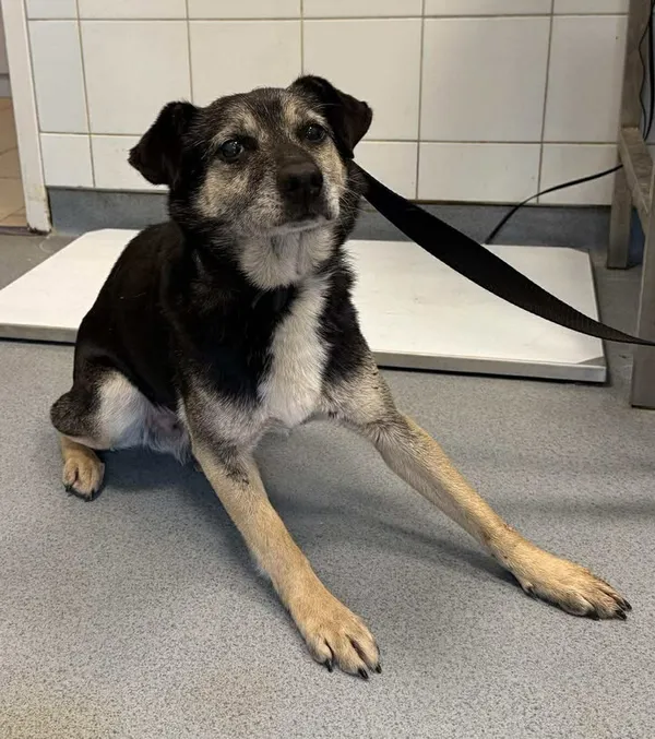 Znaleziono psa, Lublin, 5 grudnia 2025