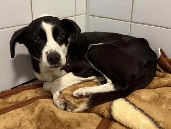 Znaleziono psa, Lublin, 6 grudnia 2025