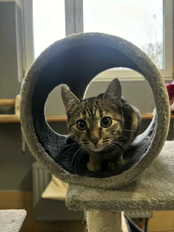 Kot do adopcji, Olsztyn, 18 listopada 2025 (1/3)