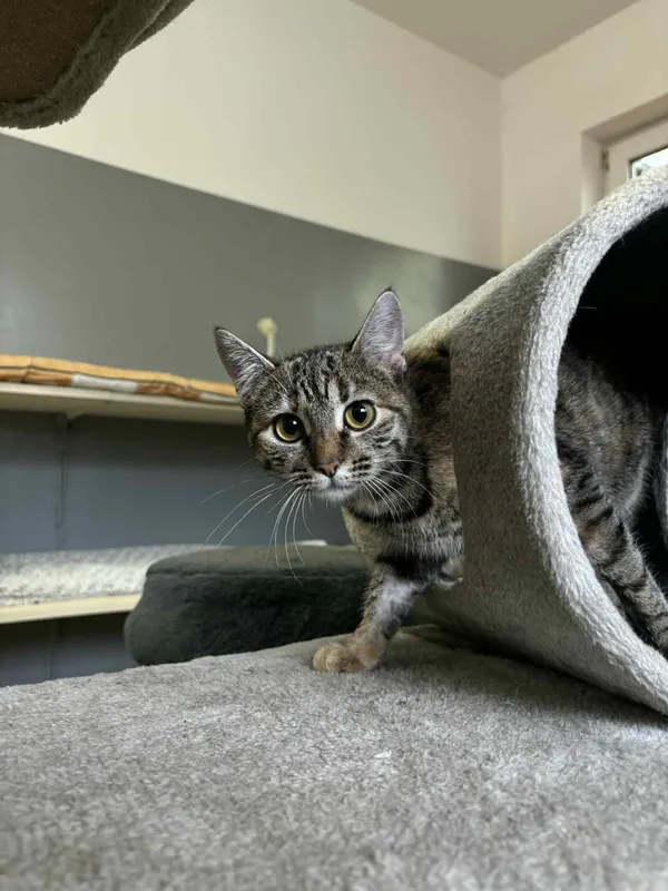 Kot do adopcji, Olsztyn, 18 listopada 2025 (2/3)