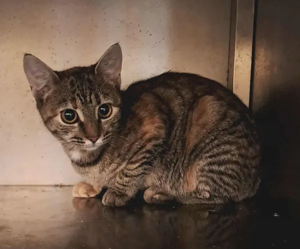 Kot do adopcji, Olsztyn, 18 listopada 2025 (3/3)