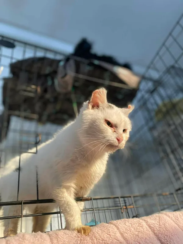 Kot do adopcji, Żywiec, 7 grudnia 2025 (2/5)