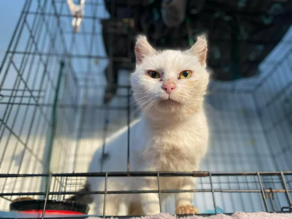 Kot do adopcji, Żywiec, 7 grudnia 2025 (3/5)