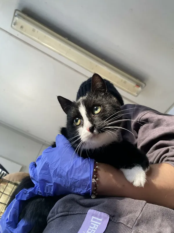 Kot do adopcji, Żywiec, 7 grudnia 2025 (1/5)