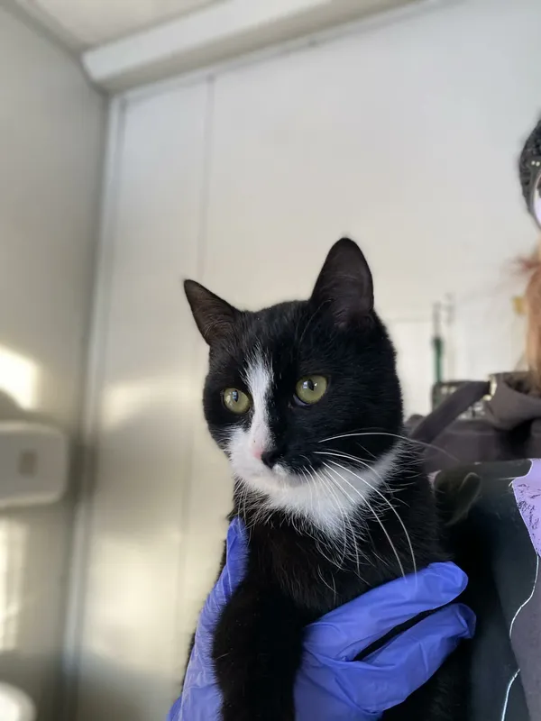 Kot do adopcji, Żywiec, 7 grudnia 2025 (2/5)